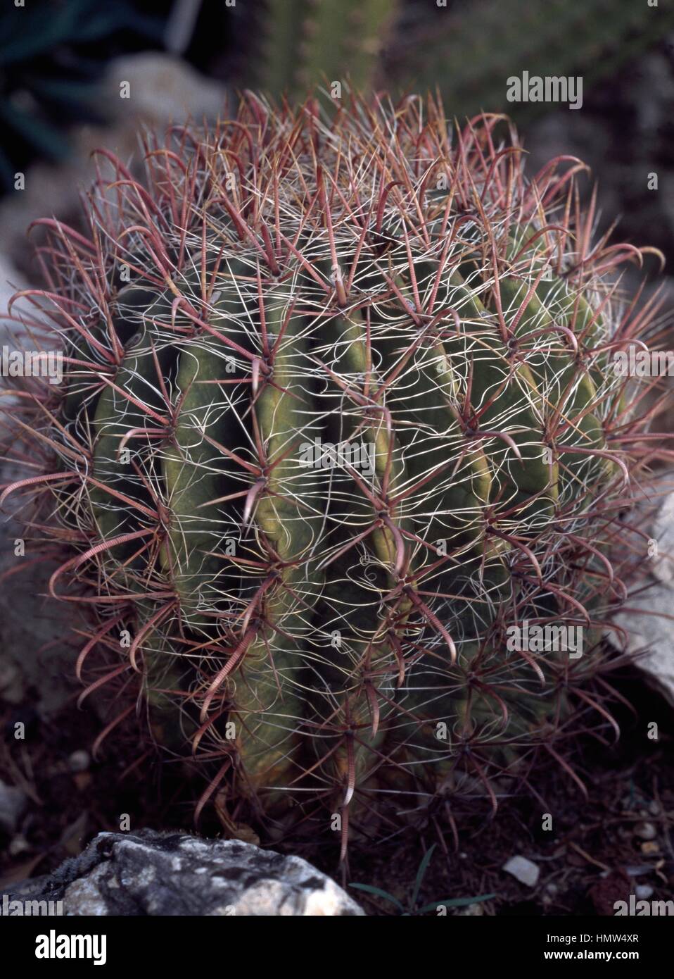 Ferocactus acanthoides, Cactaceae. Stock Photo