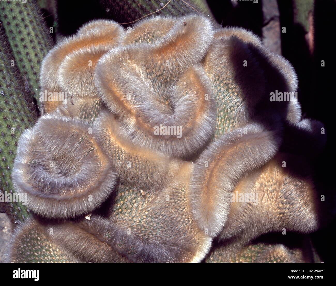 Silver torch cactus (Cleistocactus strausii), Cactaceae. Stock Photo