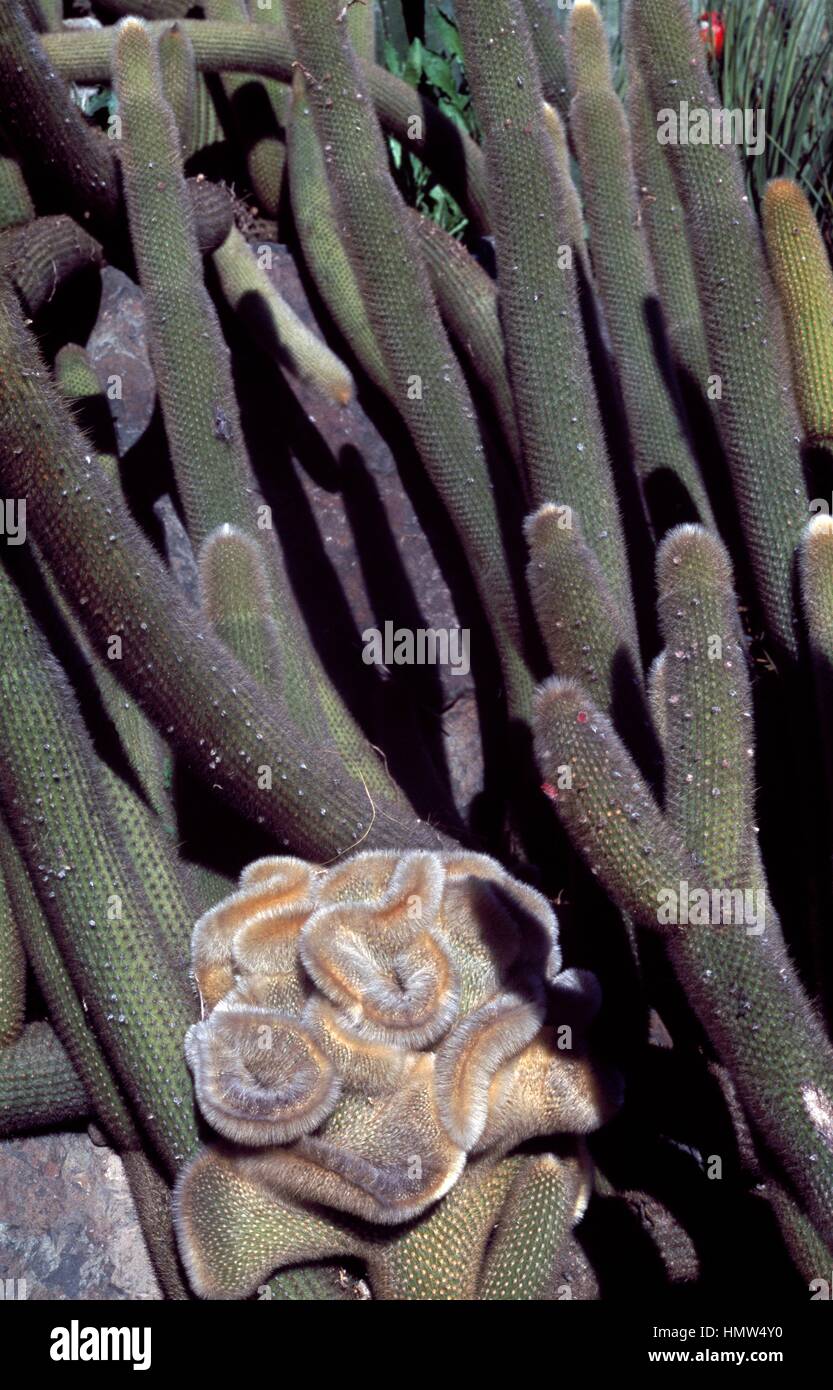 Silver torch cactus (Cleistocactus strausii), Cactaceae. Stock Photo