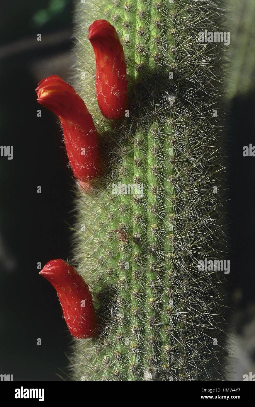 Botany - Cactaceae. Silver torch cactus (Cleistocactus strausii). Inflorescence Stock Photo
