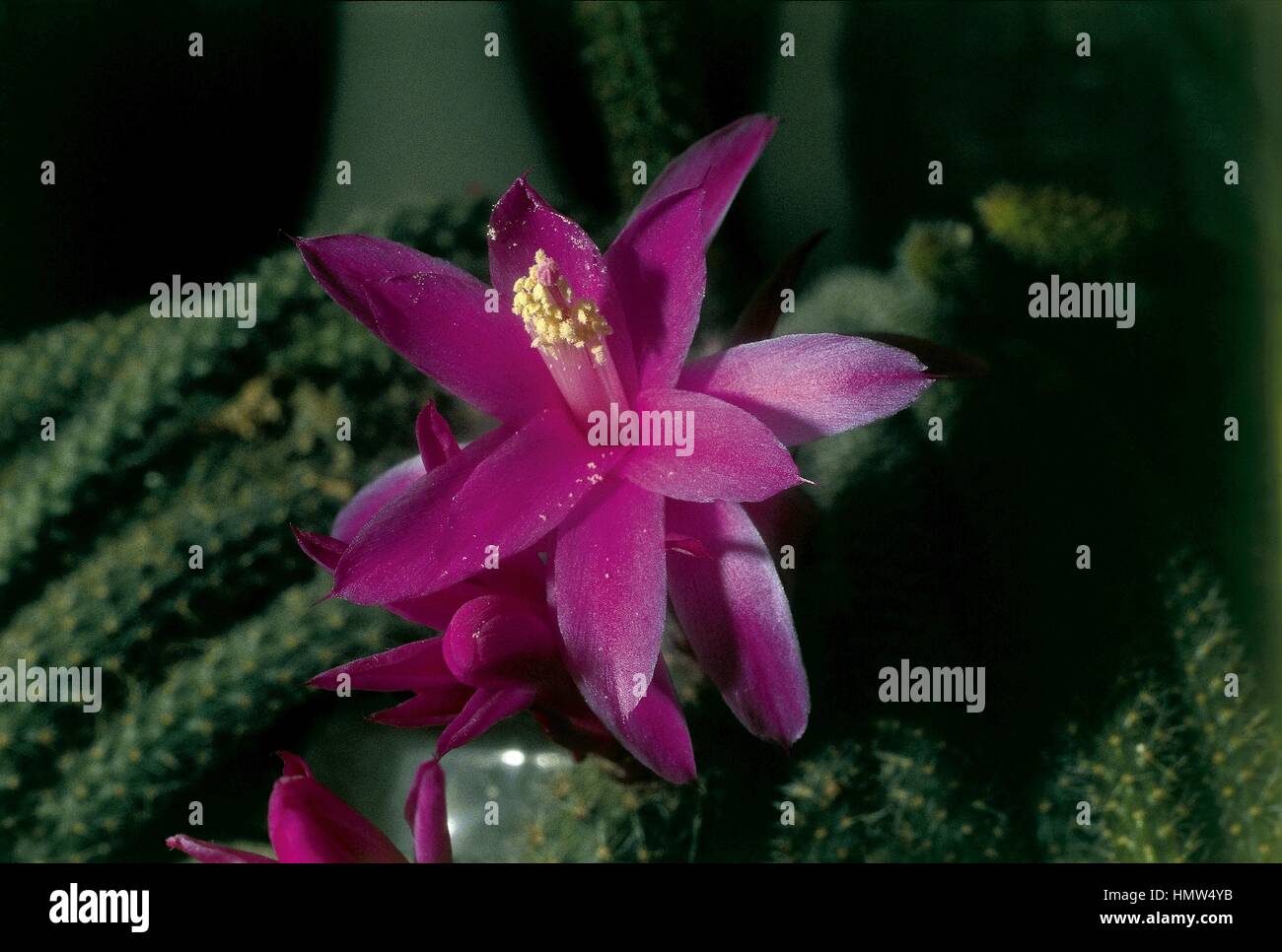 Rattail Cactus (Disocactus flagelliformis) Stock Photo