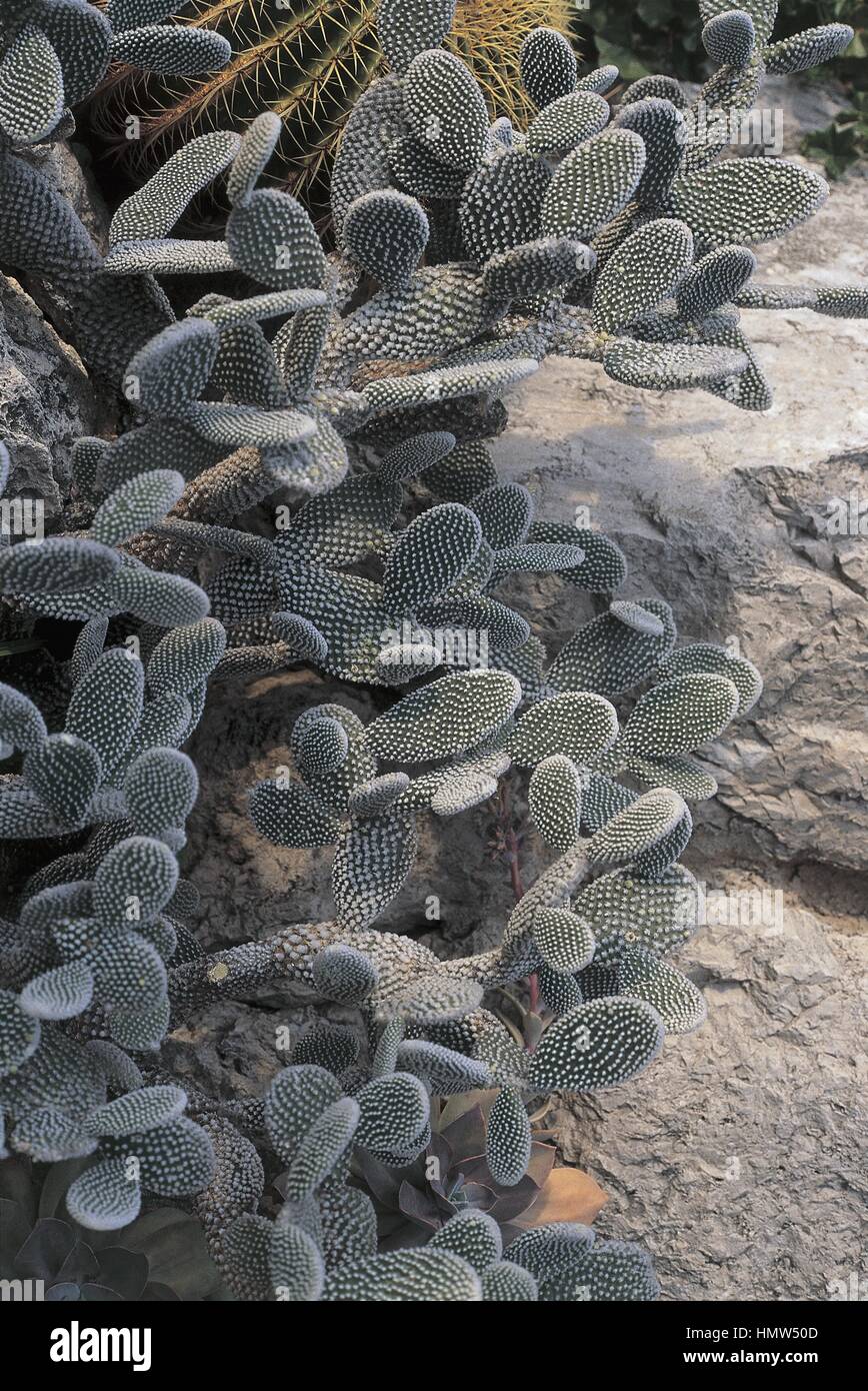 Botany - Cactaceae. Angel's-wings (Opuntia microdasys var. albispina) Stock Photo