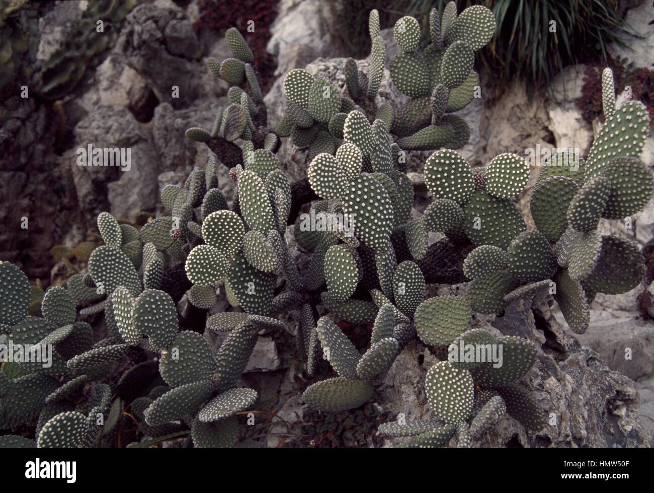 Opuntia microdasys albispina, Cactaceae. Stock Photo