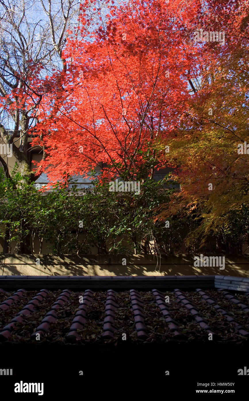 Red japanese maple leaves in autumn Stock Photo