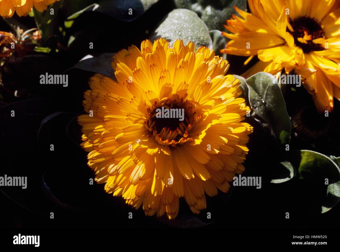 Calendula Sp, Asteraceae. Stock Photo