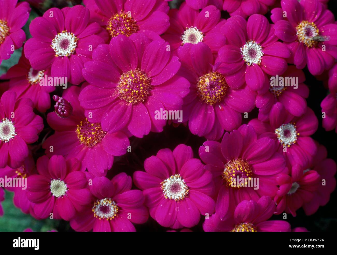 Cineraria (Senecio cruentus, Pericallis cruenta or Pericallis x hybrida), Asteraceae. Stock Photo