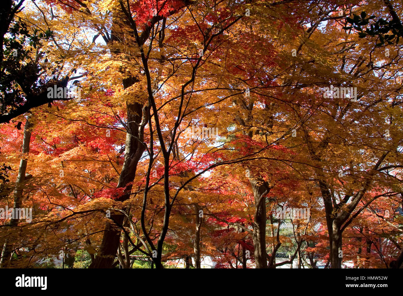 Red japanese maple leaves in autumn Stock Photo - Alamy