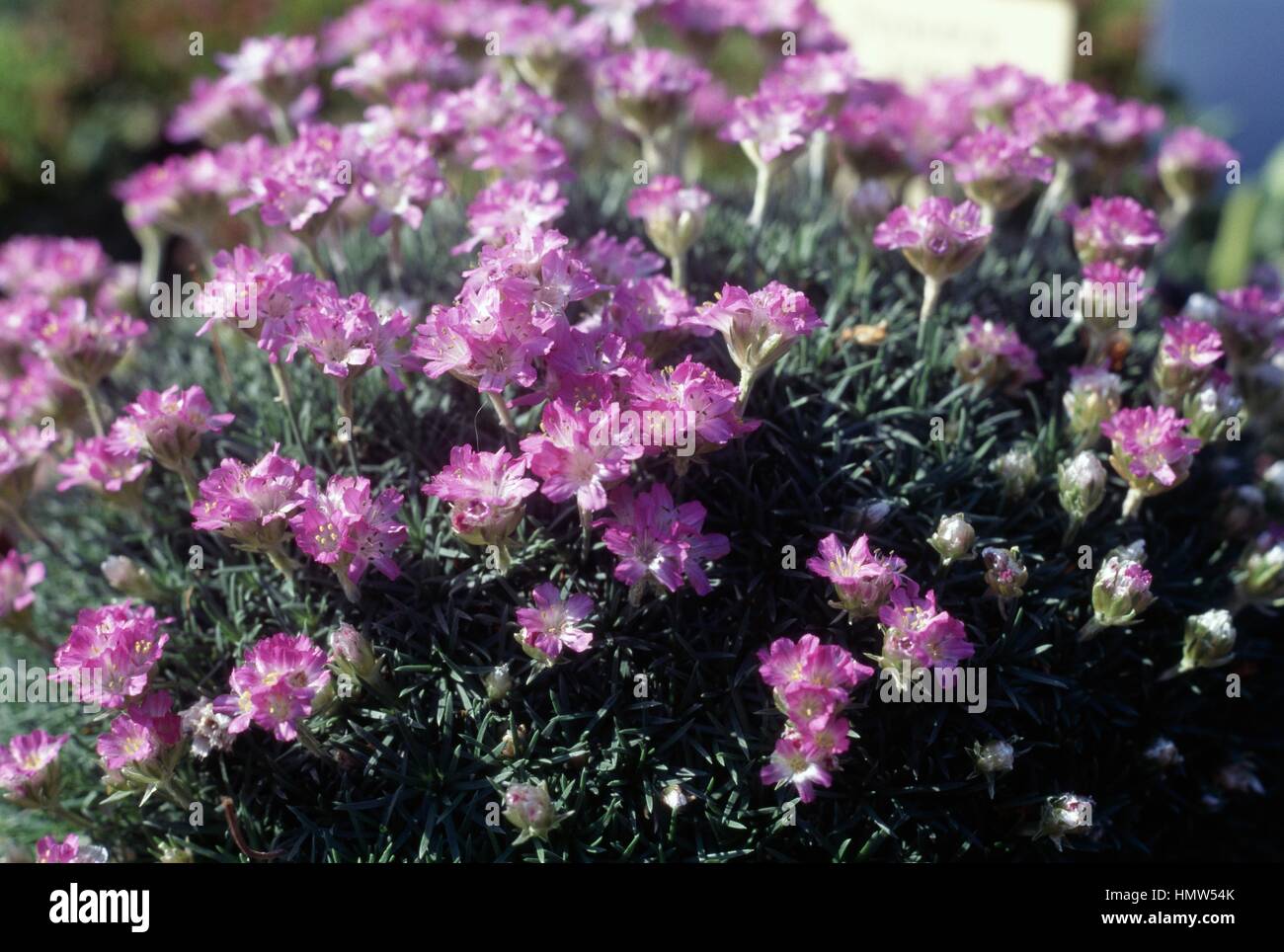 Dwarf Thrift or Juniper-leaved Thrift (Armeria caespitosa or Armeria juniperifolia), Plumbaginaceae. Stock Photo