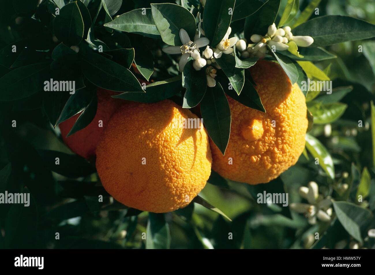 Orange blossom seville hires stock photography and images Alamy