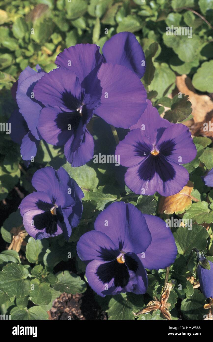 Viola l hi-res stock photography and images - Alamy