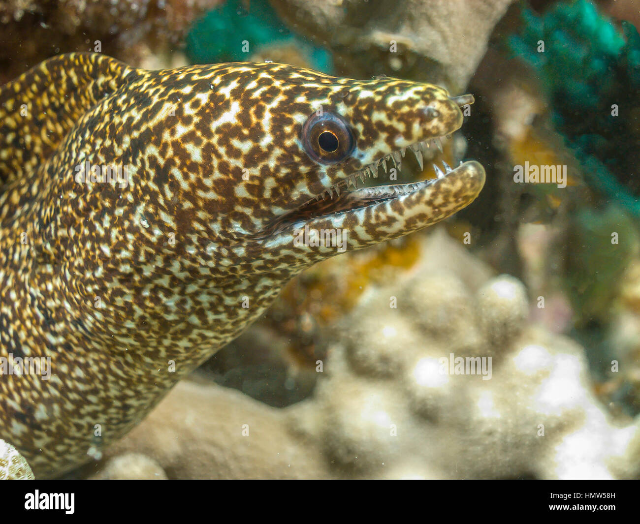 spotted moray,Gymnothorax moringa, is a medium to large moray eel. Other common names include conger, spotted eel, red moray, speckled moray, white co Stock Photo