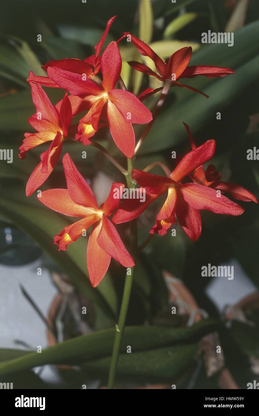 Botany - Orchidaceae. Orchid. Laelia Cattleya Rojo Stock Photo