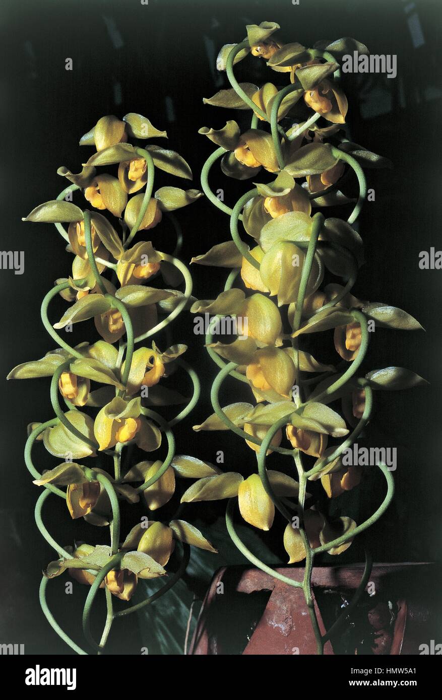 Botany - Orchidaceae. Orchid (Gongora unicolor concolor) Stock Photo