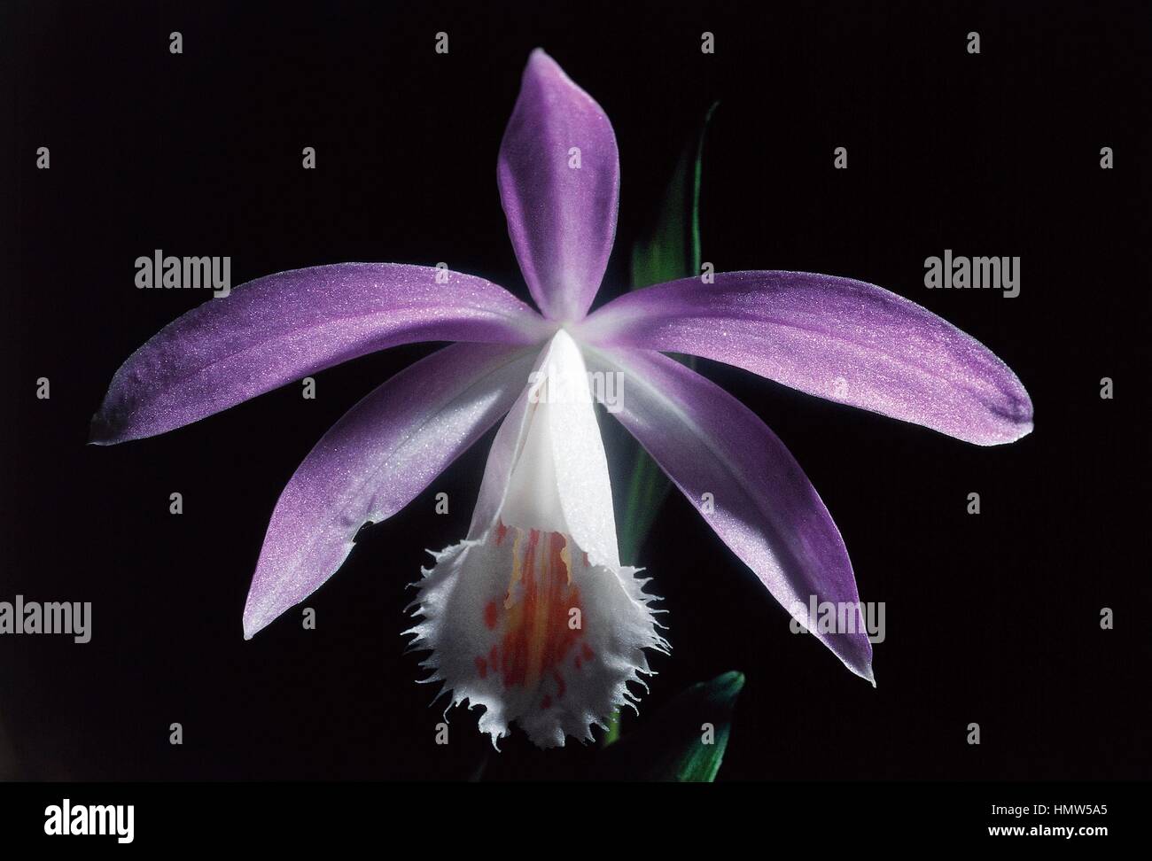 Taiwan Pleione or Windowsill Orchid (Pleione formosana), Orchidaceae. Stock Photo