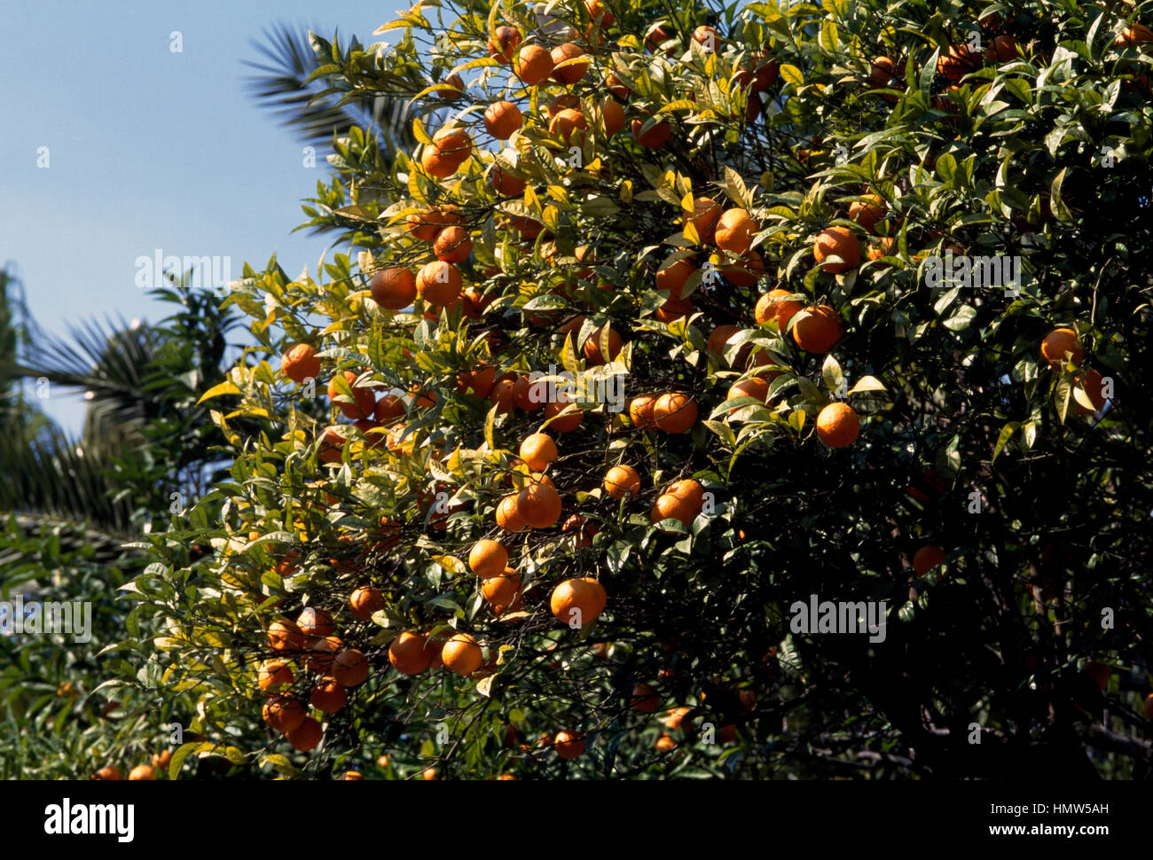 Bitter orange or Seville orange (Citrus x aurantium bigaradia), Rutaceae. Stock Photo