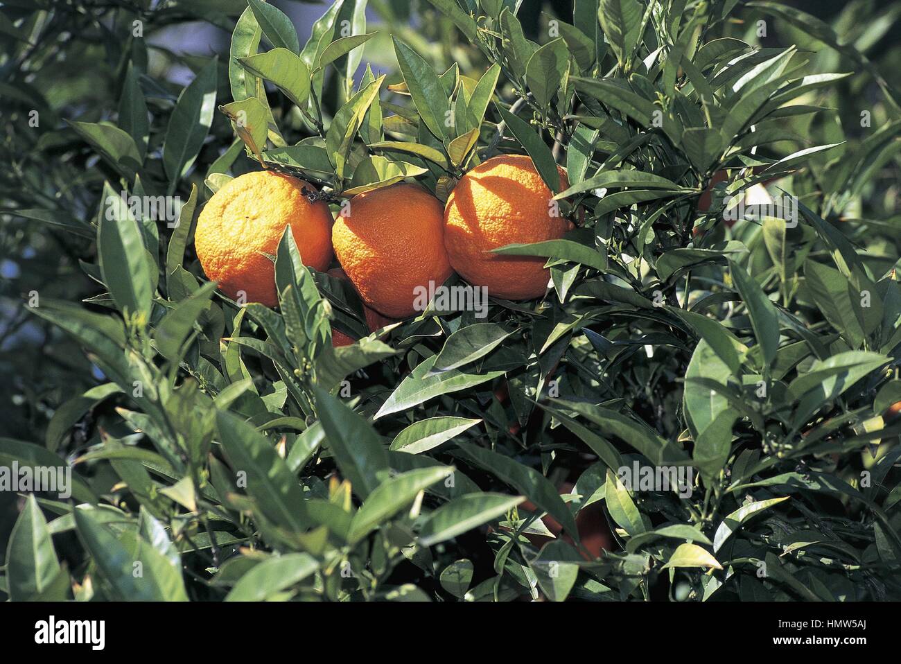 Botany Trees Rutaceae. Sour orange 'bigarade' (Citrus aurantium