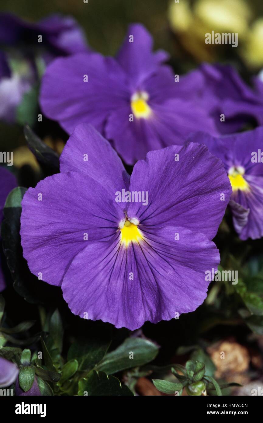 Wild Pansy, hybrid of Viola tricolor hortensis, Violaceae Stock Photo