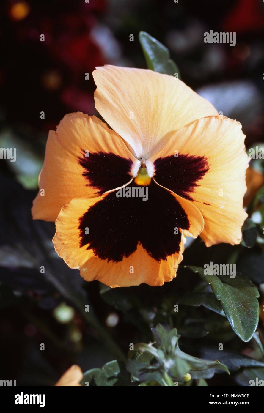 Wild Pansy, hybrid of Viola tricolor hortensis, Violaceae Stock Photo