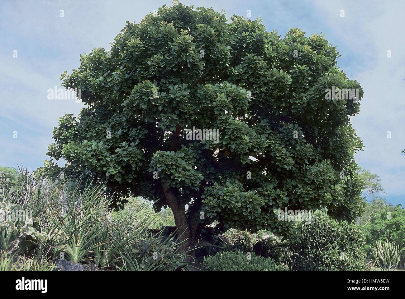 Botany - Trees - Fabaceae. Coral tree (Erythrina heardii) Stock Photo