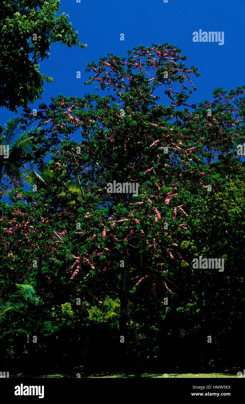 Pink Flowered Doughwood or Evodia (Melicope elleryana), Rutaceae. Stock Photo