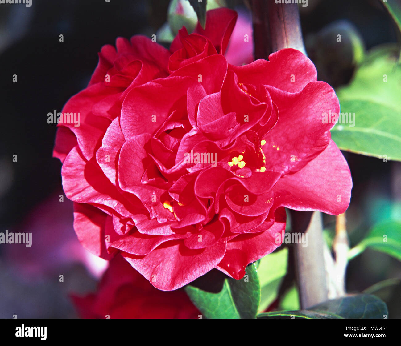 Japanese Camellia Camellia Japonica Tom Knudsen Theaceae Stock Photo Alamy