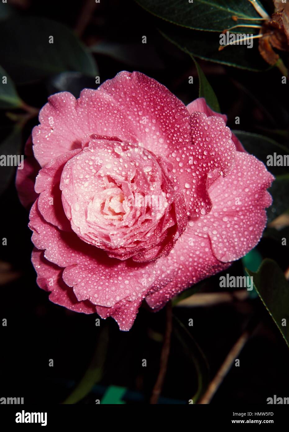 Japanese camellia (Camellia japonica Elegans Supreme), Theaceae. Stock Photo