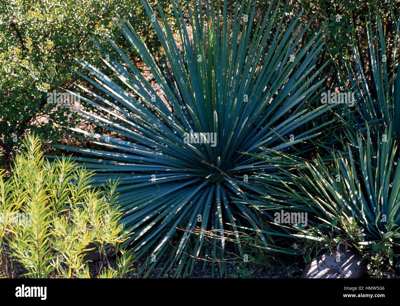 Chaparral Yucca (Hesperoyucca whipplei or Yucca whipplei), Asparagaceae. Stock Photo