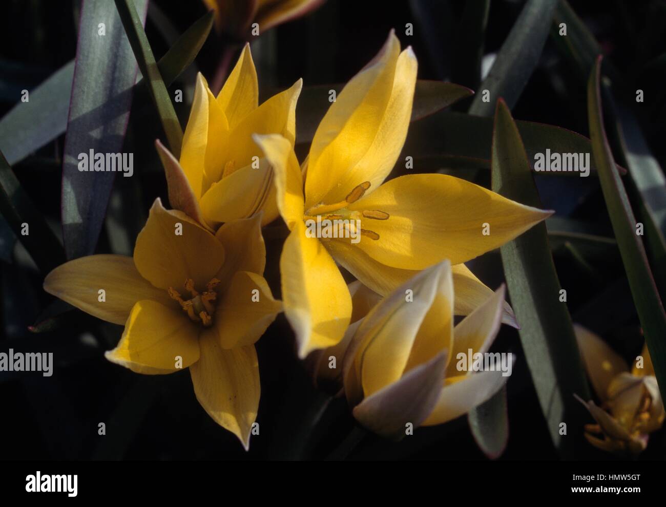 Tulip tulipa urumiensis hi-res stock photography and images - Alamy