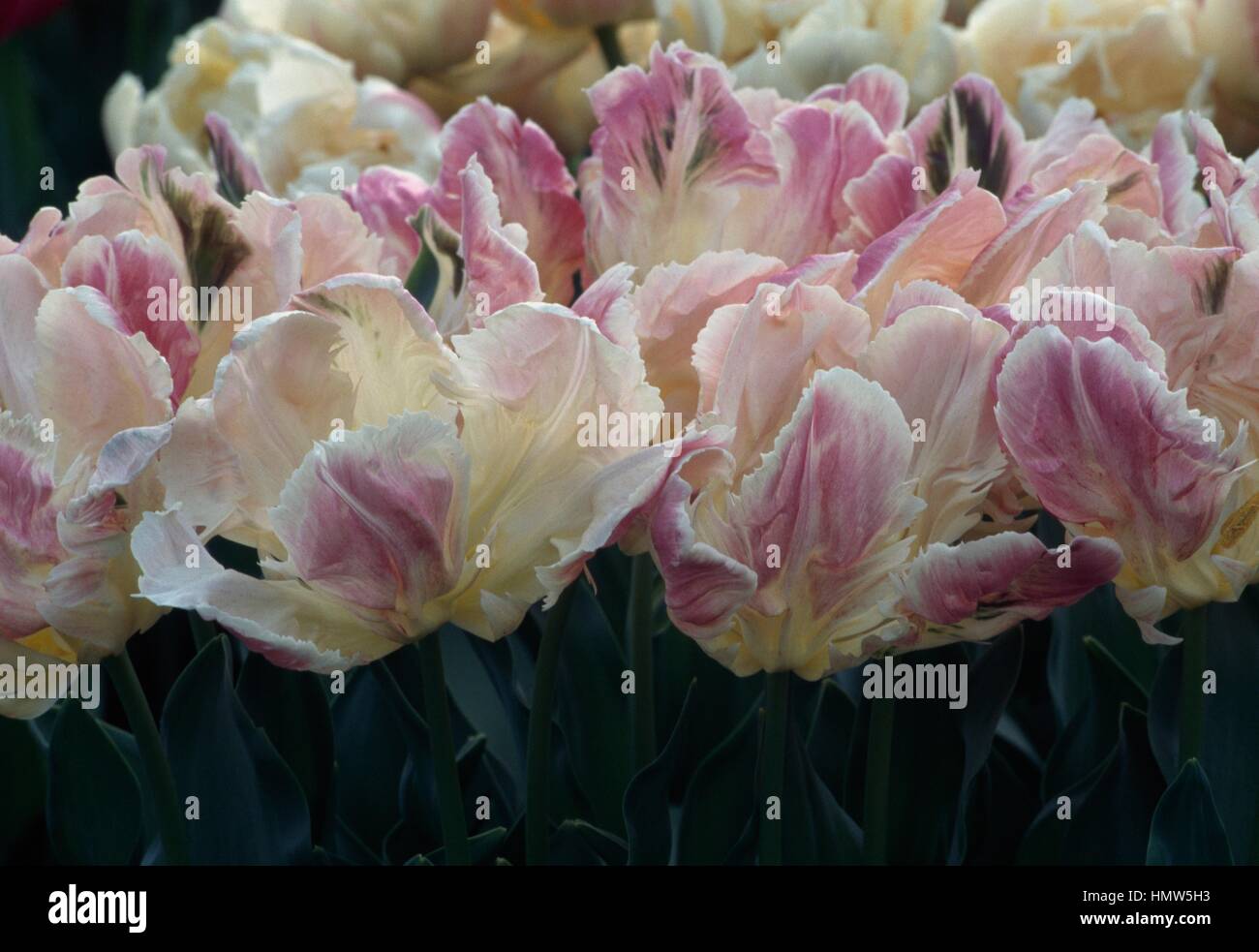 Parkiet Tulip (Tulipa Libretto Parrot), Liliaceae. Stock Photo
