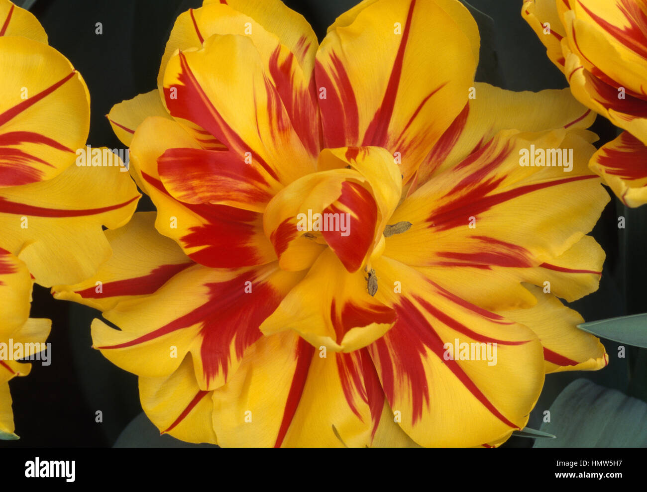 Tulip tulipa sp hi-res stock photography and images - Alamy
