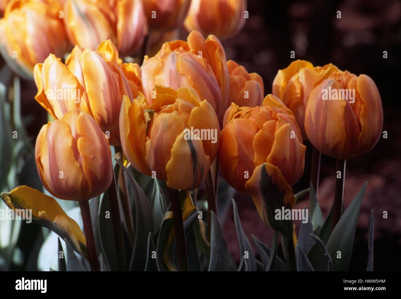 Double Late Tulip (Tulipa Orange Princess), Liliaceae. Stock Photo