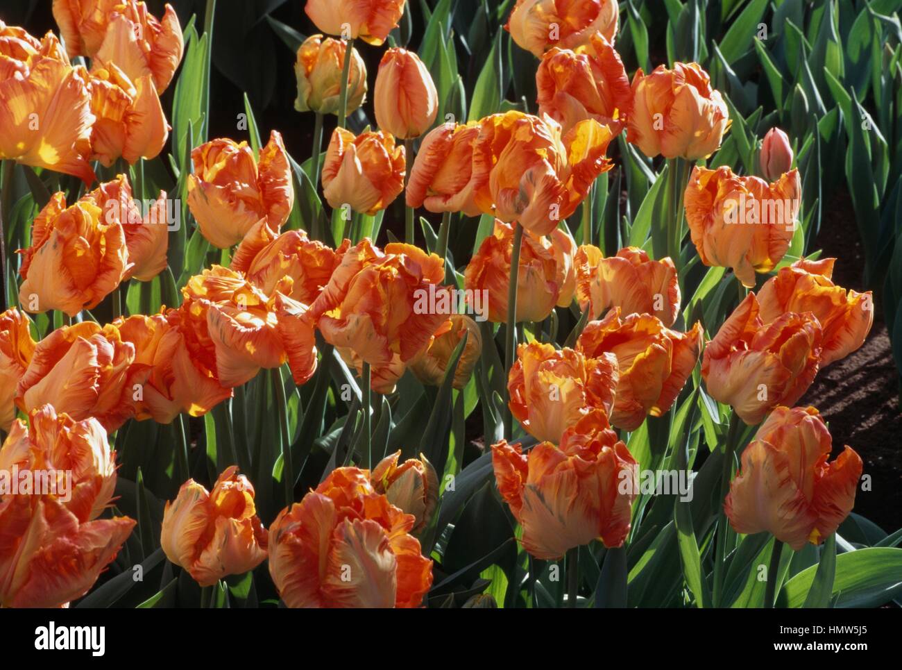 Parkiet Tulip (Tulipa Professor Rontgen), Liliaceae. Stock Photo