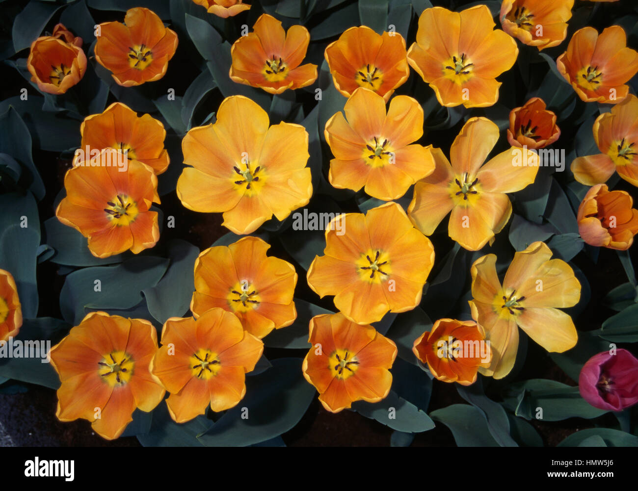 Tulipa milo hi-res stock photography and images - Alamy