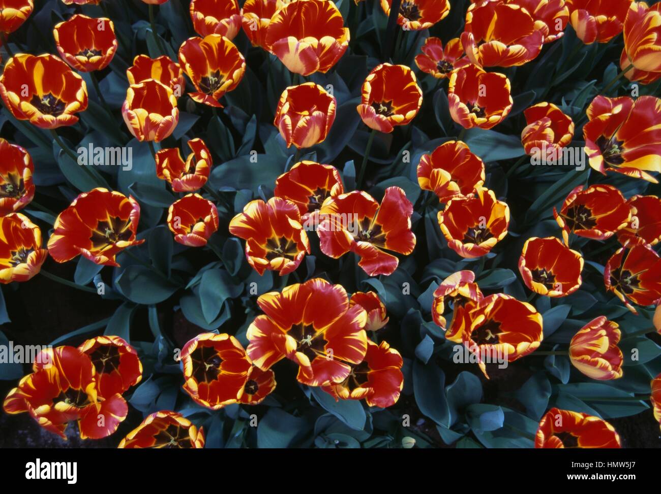 Tulipa Banja Luka High Resolution Stock Photography and Images - Alamy