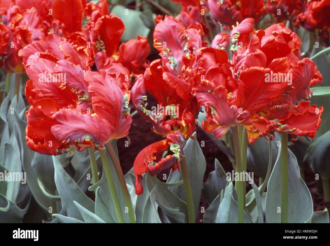 Parkiet Tulip (Tulipa Rocco), Liliaceae. Stock Photo