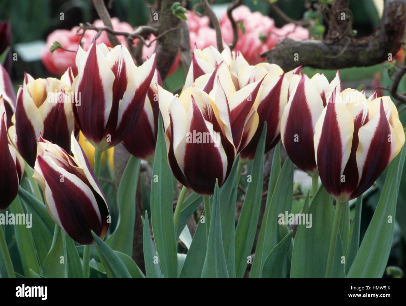 Triumph Tulip (Tulipa Gavota), Liliaceae. Stock Photo