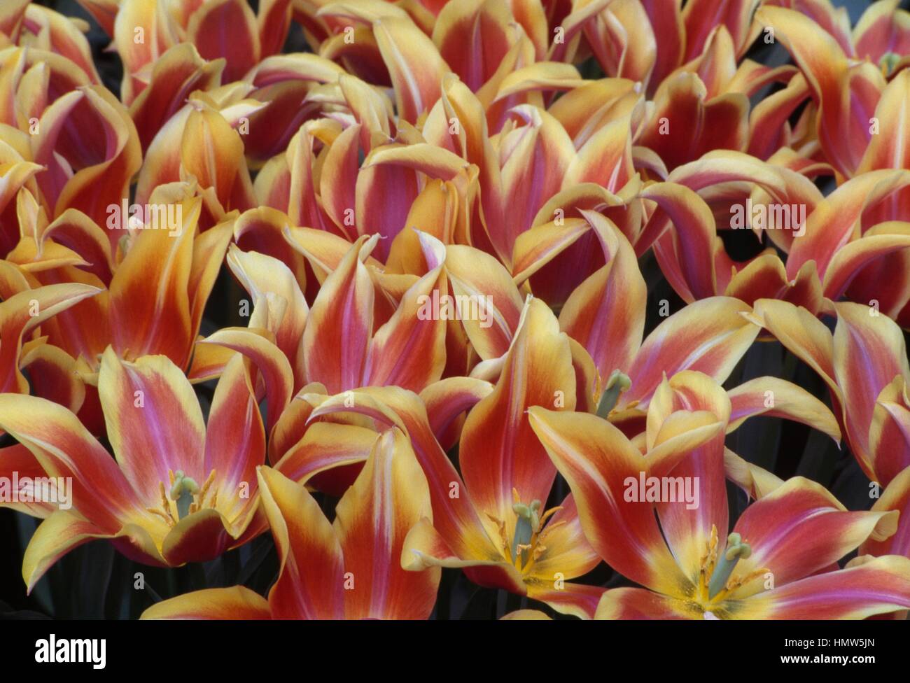 Tulip (Tulipa Ballade Dream), Liliaceae. Stock Photo