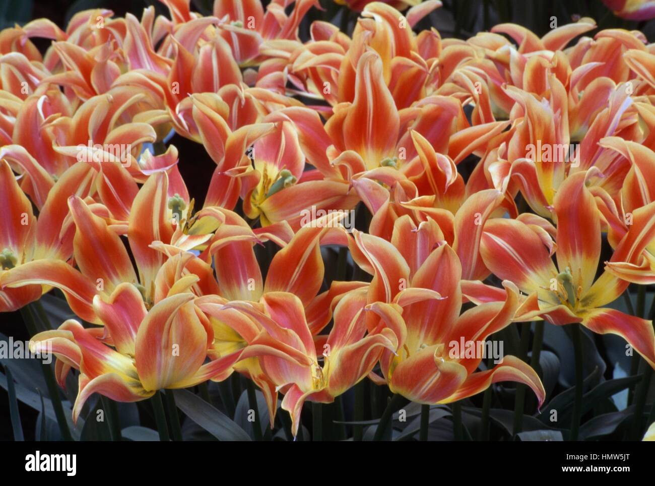 Tulip (Tulipa Ballade Orange), Liliaceae. Stock Photo