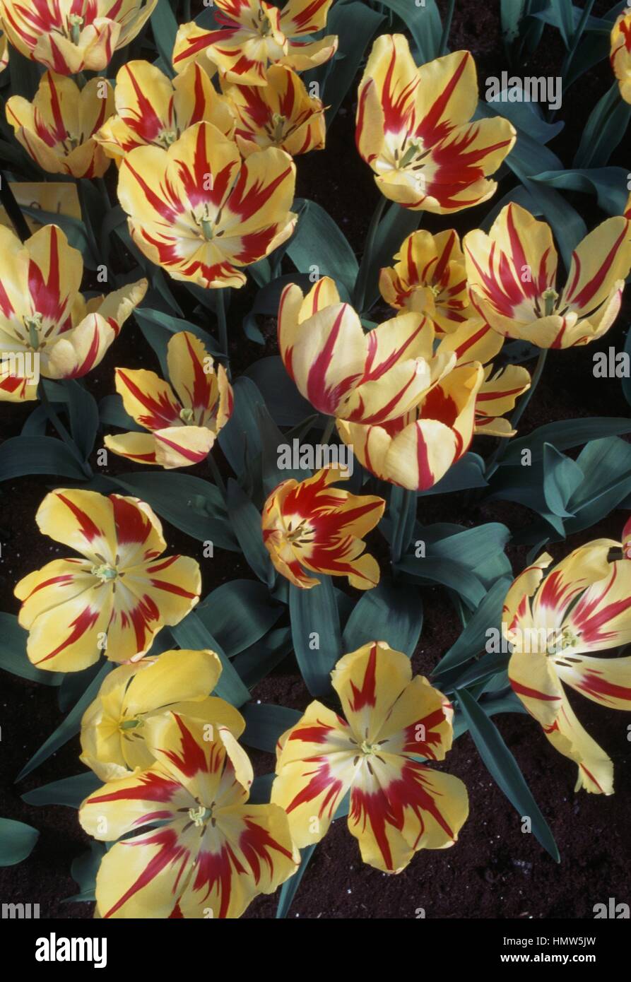 Tulip (Tulipa Linda de Mol), Liliaceae. Stock Photo