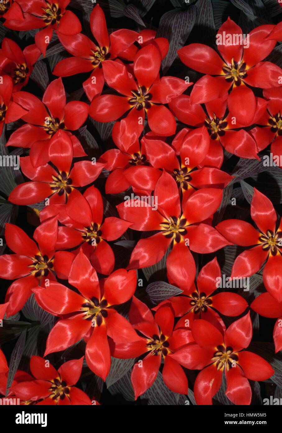 Tulip (Tulipa greigii Ali Baba), Liliaceae. Stock Photo