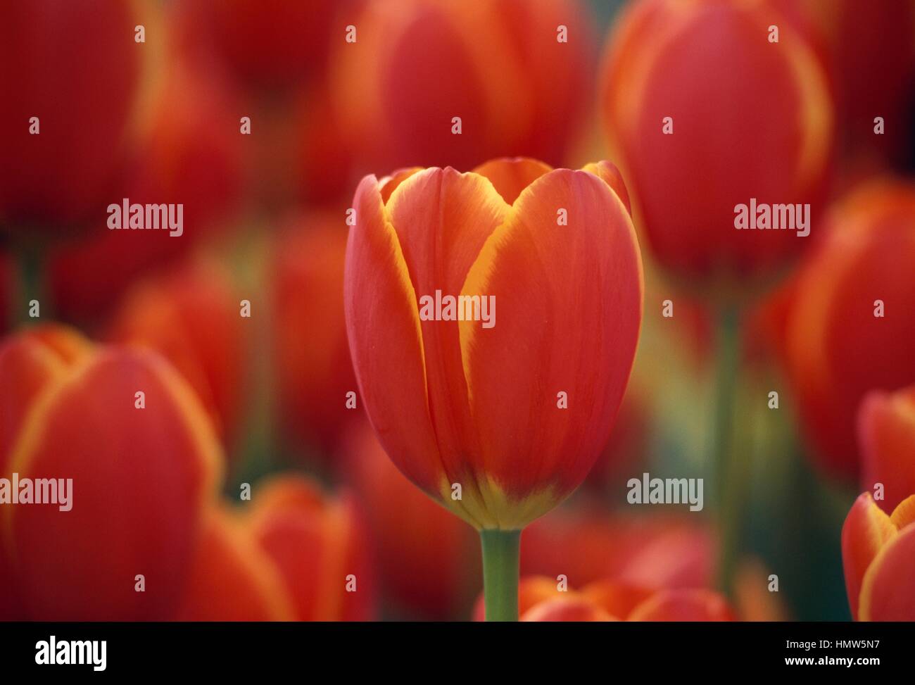 Darwin Tulip (Tulipa World's Favorite), Liliaceae. Stock Photo