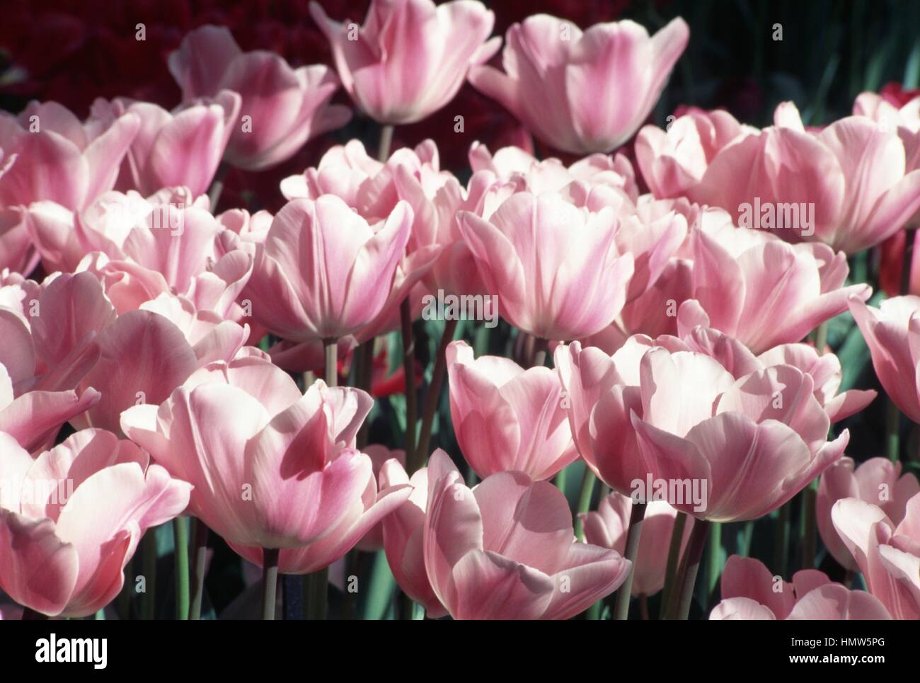 Triumph Tulip (Tulipa Peer Gynt), Liliaceae. Stock Photo