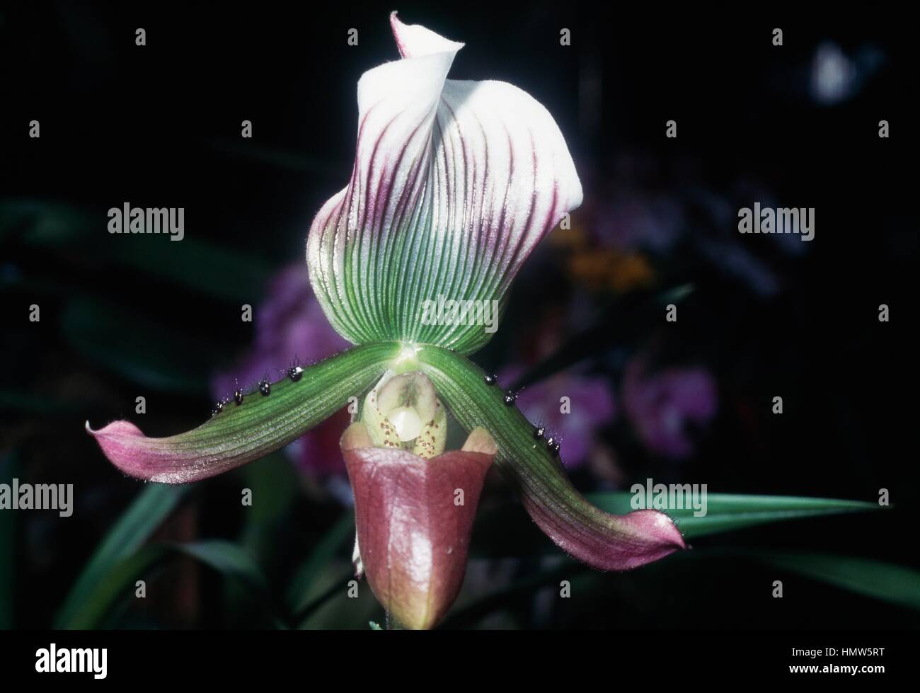 Venus' Slipper (Paphiopedilum callosum), Orchidaceae. Stock Photo