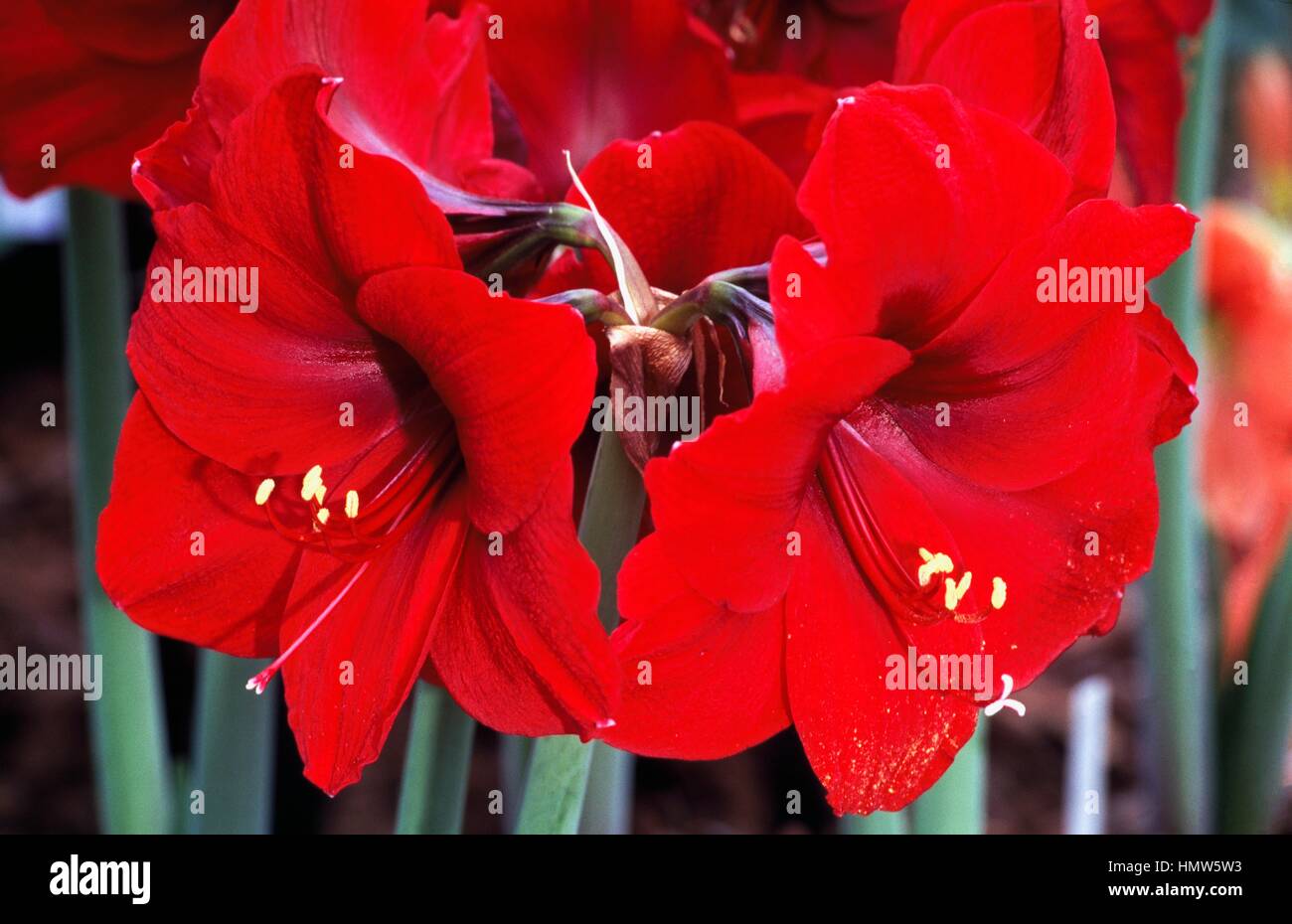 Hippeastrum Roma, Amaryllidaceae. Stock Photo