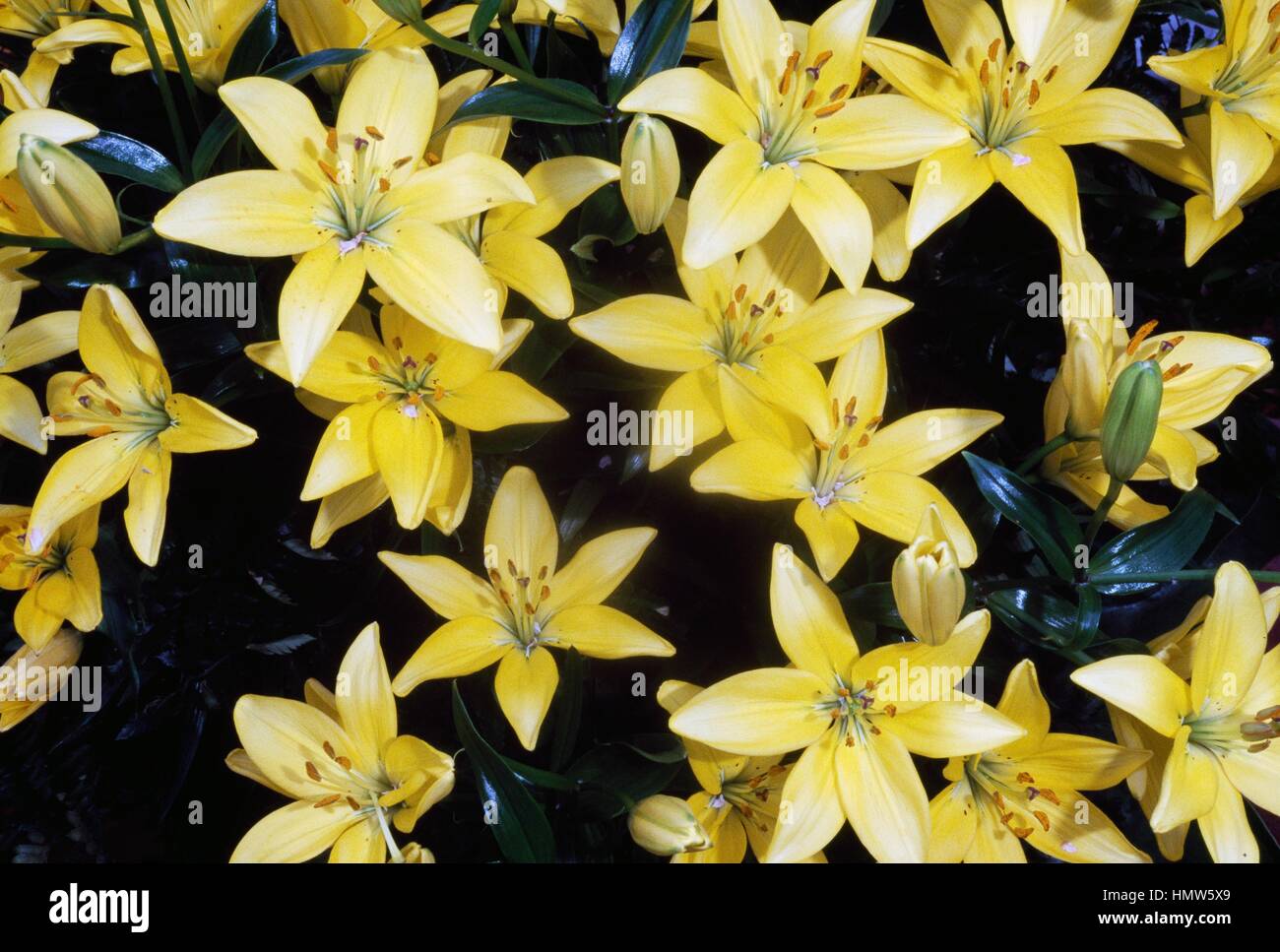 Lily (Lilium Hilde), Liliaceae. Stock Photo