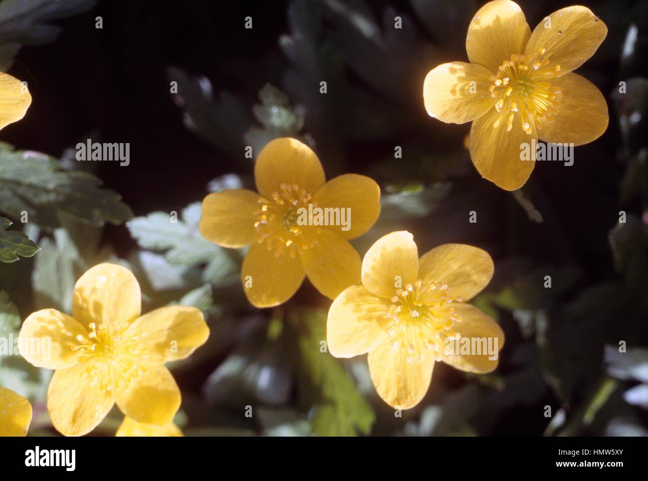Yellow wood Anemone or Buttercup Anemone (Anemone ranunculoides ...