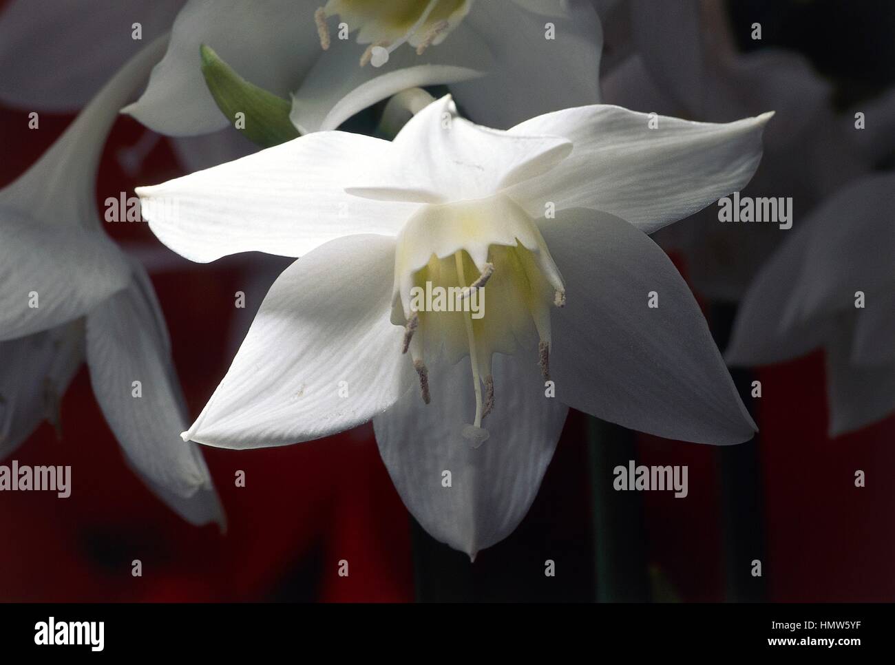 Amazon lily (Eucharis amazonica or Eucharis grandiflora), Liliaceae. Stock Photo