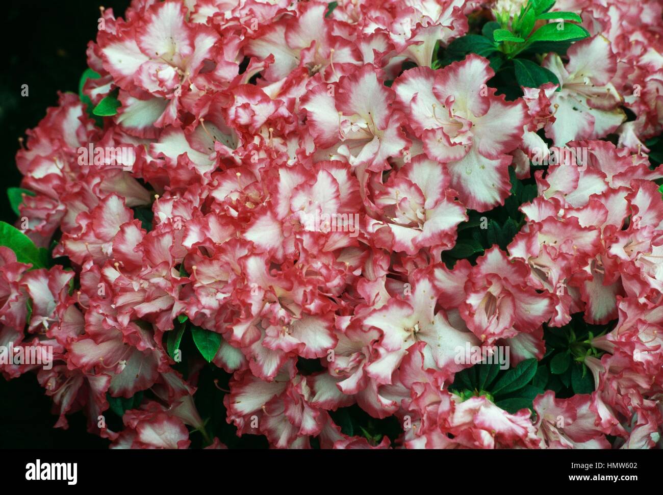 Kyushu rhododendron hi-res stock photography and images - Alamy