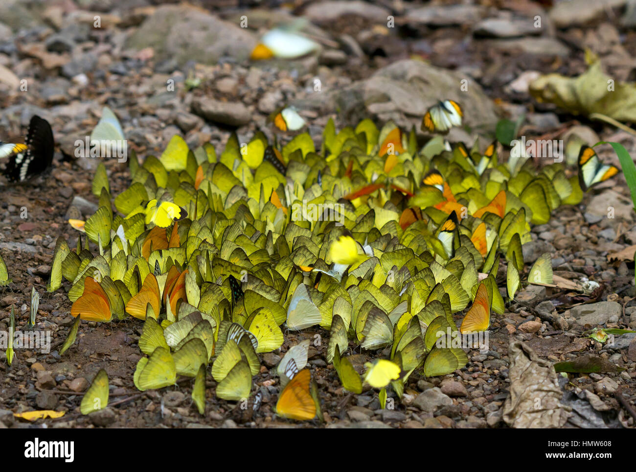 Many large grass yellows (Eurema hecabe) on the ground, foraging, Kaeng Krachan, Phetchaburi, Thailand Stock Photo
