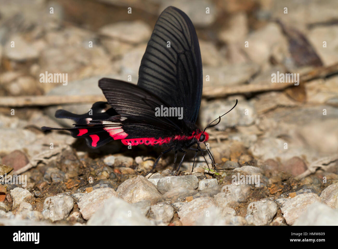 Common Rose (Atrophaneura aristolochiae), Kaeng Krachan, Phetchaburi